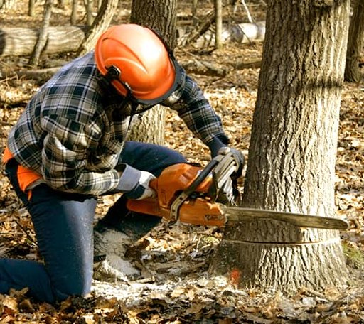 Tree Removal in Franklin, NC